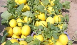 甜瓜爆料炮台视频下载,下载攻略与精彩内容抢先看